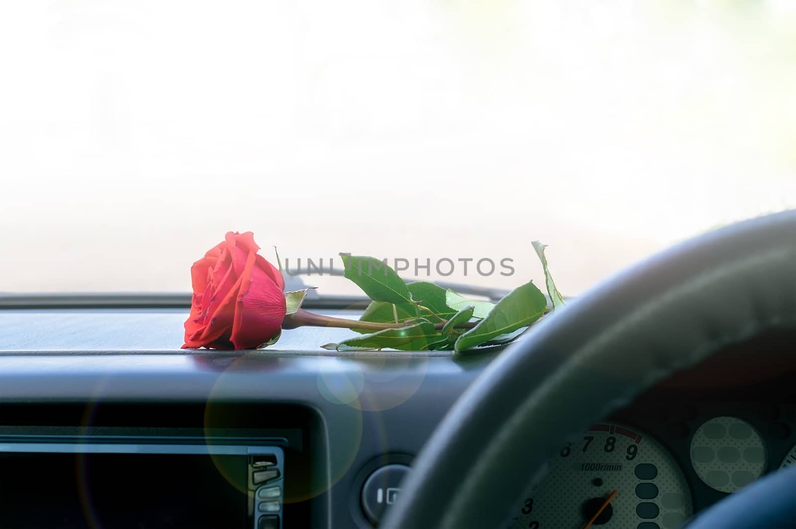 a red rose flower lies on the dashboard inside the car by jk3030