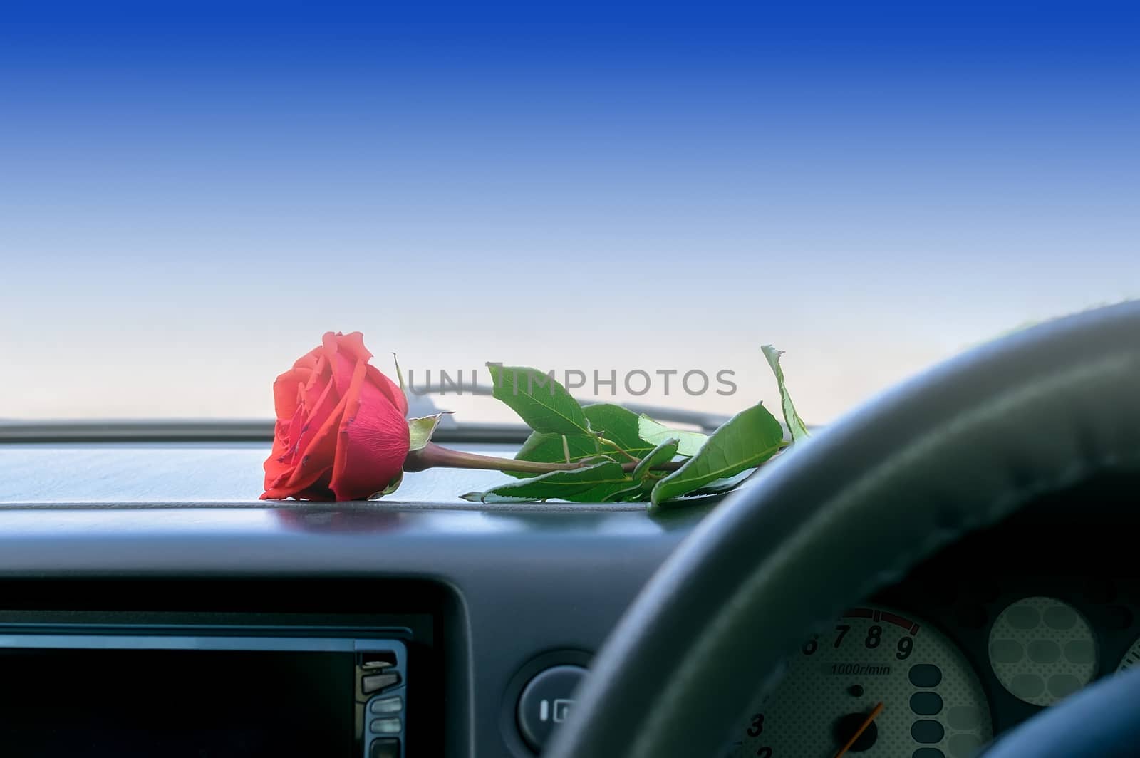 a red rose flower lies on the dashboard inside the car