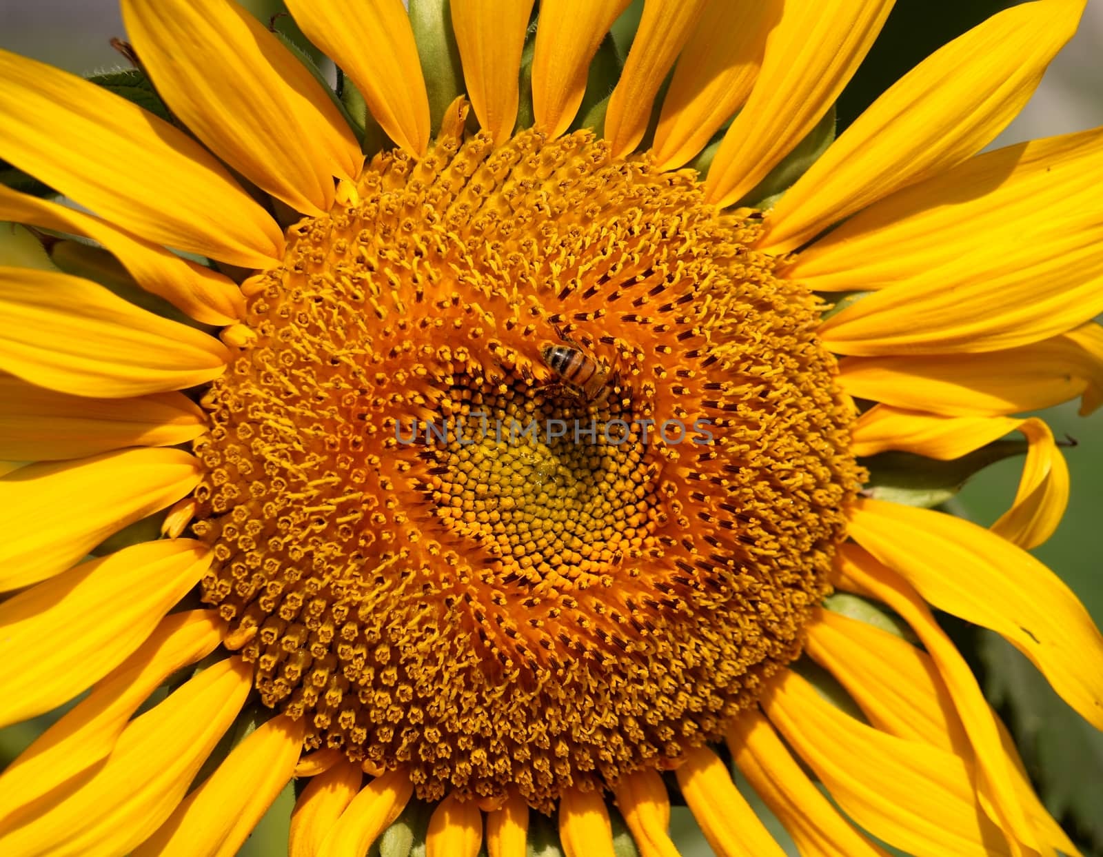 Closeup of a Radiant Sunflower by shiyali