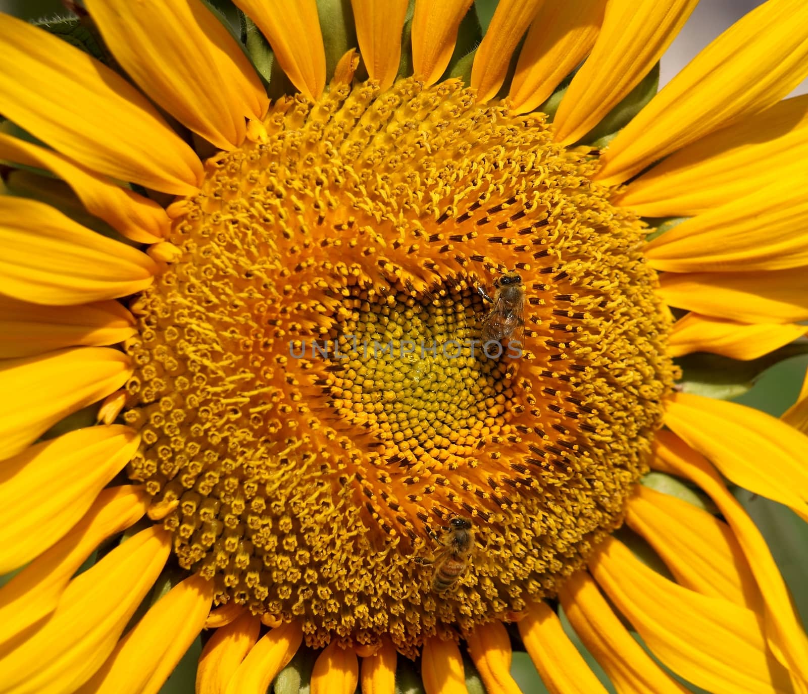 Beautiful radiant sunflower with two bees sucking nectar from  its flowers