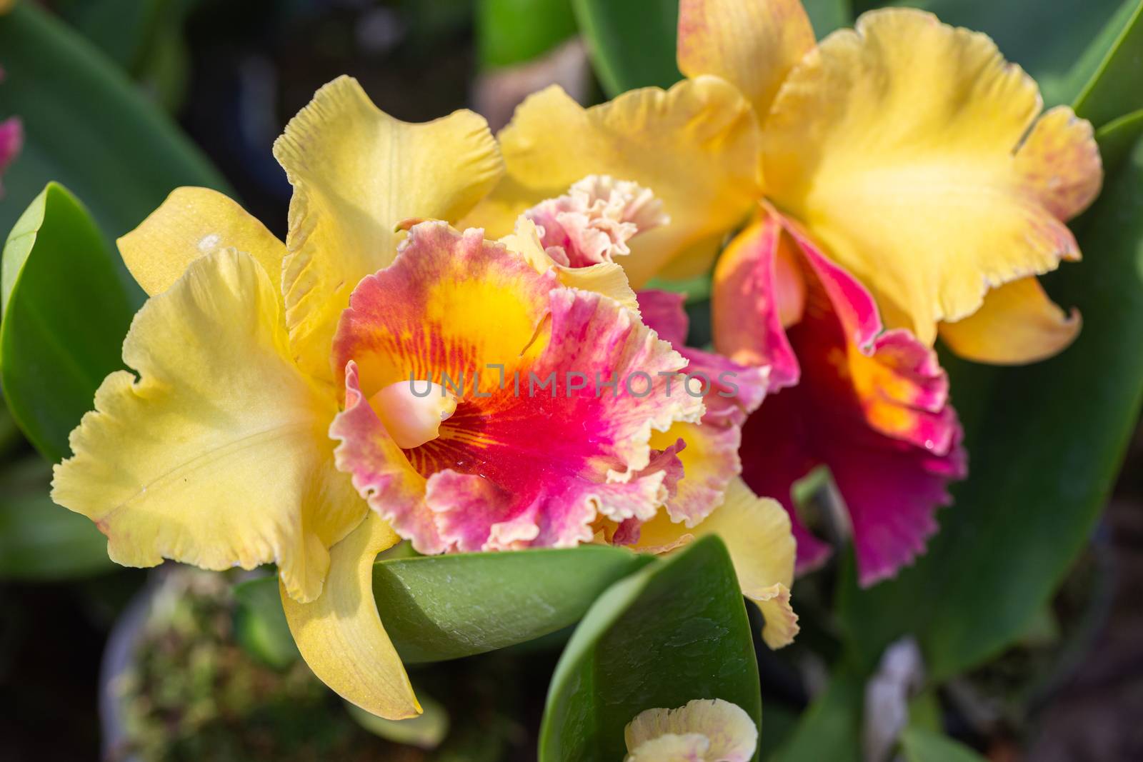 Orchid flower in orchid garden at winter or spring day. Cattleya Orchidaceae. by phanthit