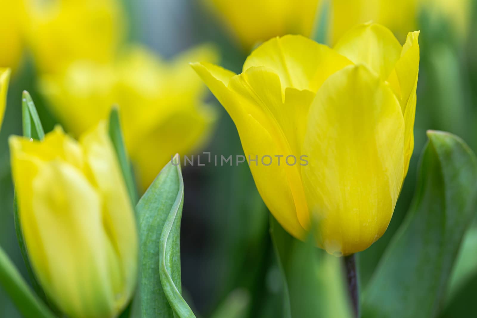Tulip flower and green leaf background in tulip field at winter or spring day by phanthit