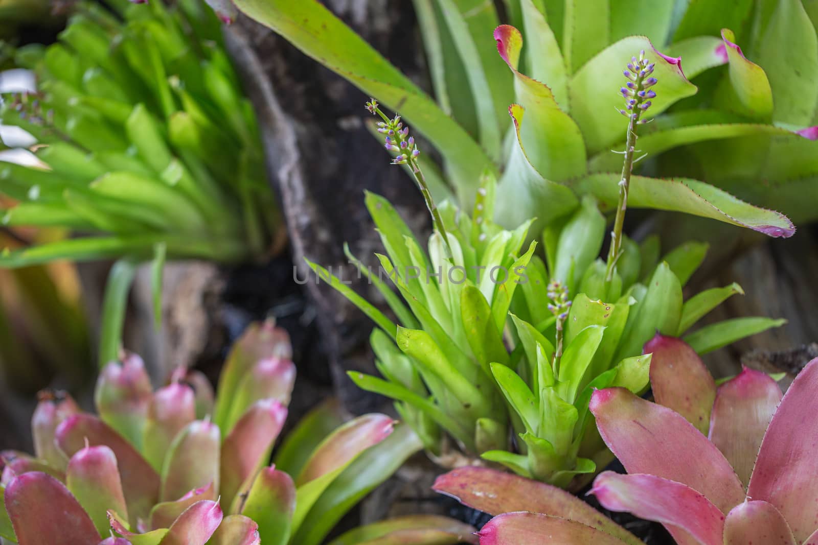 Bromeliad in various color in garden at sunny summer or spring day for decoration and agriculture design.