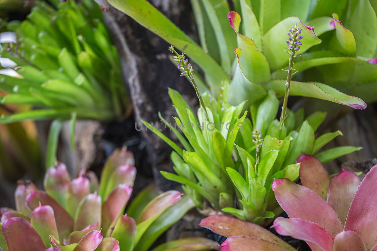 Bromeliad in various color in garden at sunny summer or spring day. by phanthit