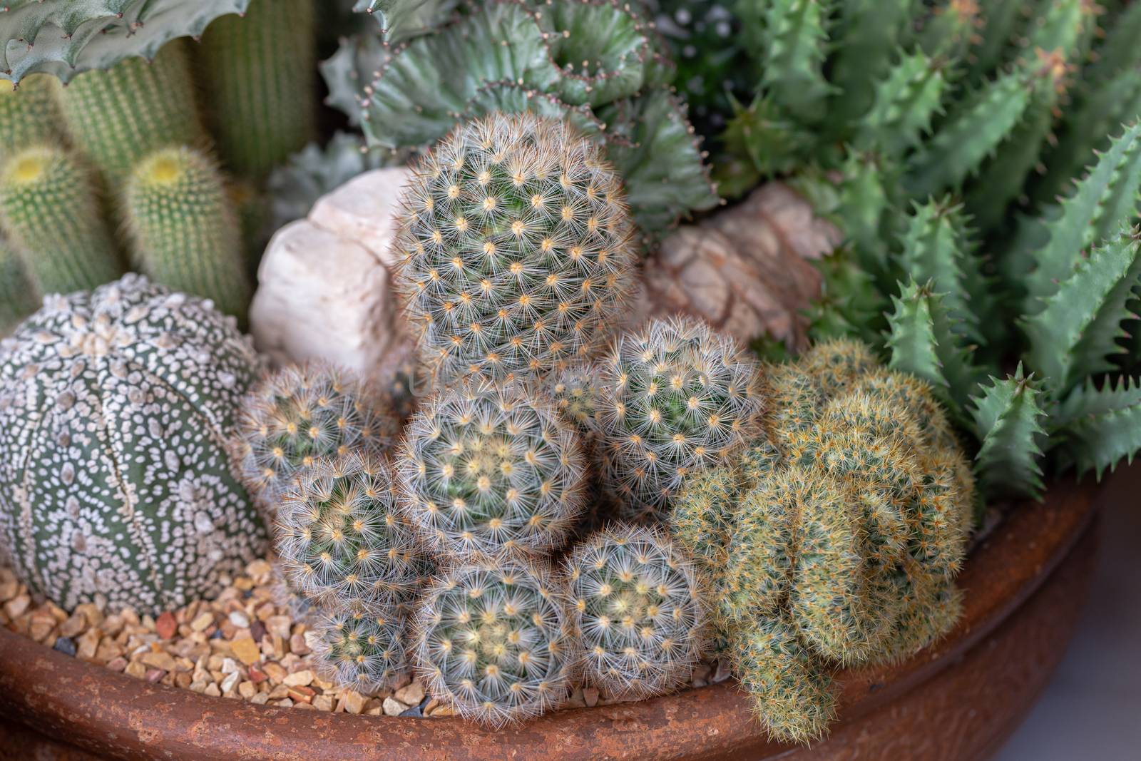 Succulents or cactus in desert botanical garden. by phanthit