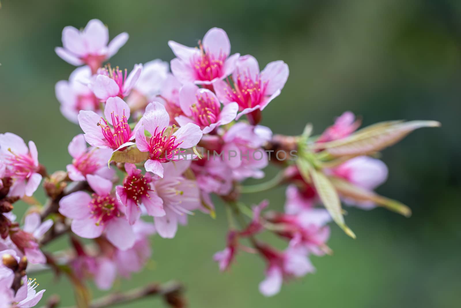Closeup of Wild Himalayan Cherry (Prunus cerasoides) or thai sakura flower at khun chang kian, Chiang Mai, Thailand.
