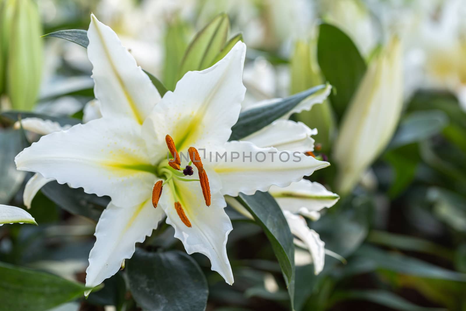 Asiatic lily or Asiatic lilies flower in garden at sunny summer or spring day. by phanthit