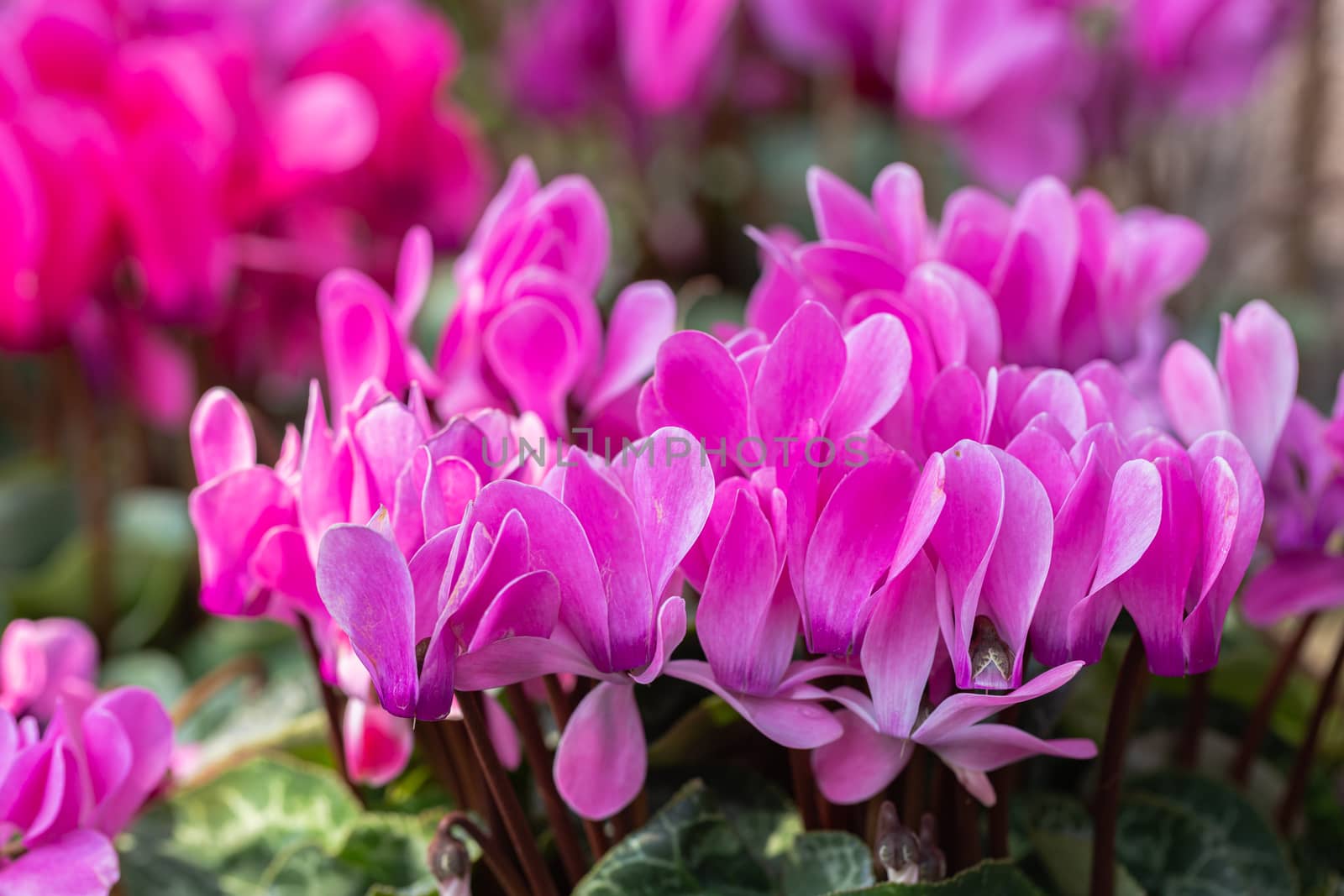 Cyclamen flower in garden at sunny summer or spring day by phanthit