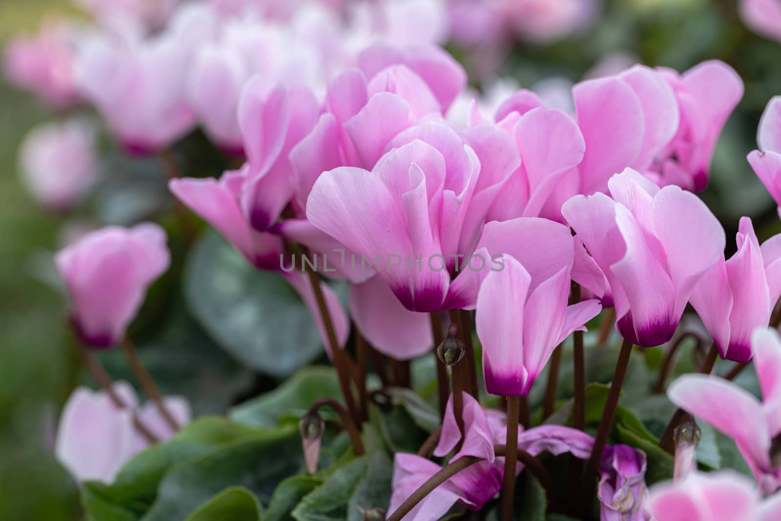 Cyclamen flower in garden at sunny summer or spring day for decoration and agriculture design. Pink flower.