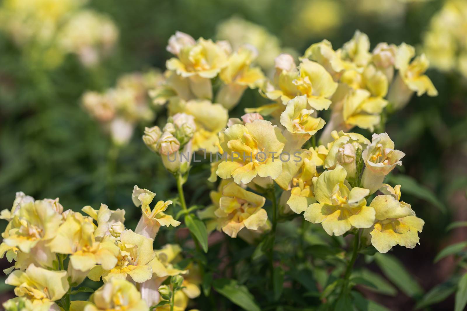 Snapdragon flower and green leaf in garden at sunny summer or spring day by phanthit