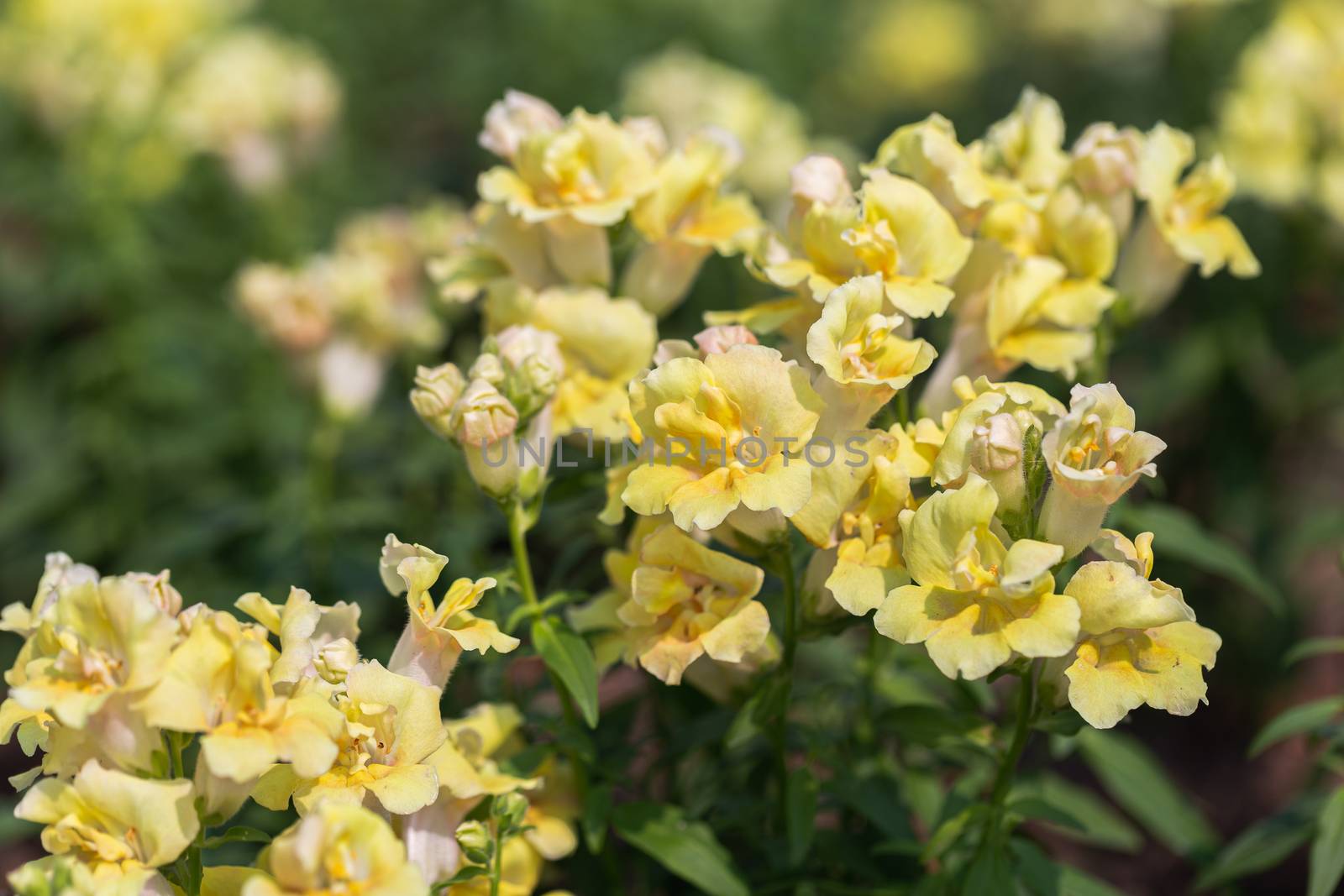 Snapdragon flower and green leaf in garden at sunny summer or spring day for decoration and agriculture design.