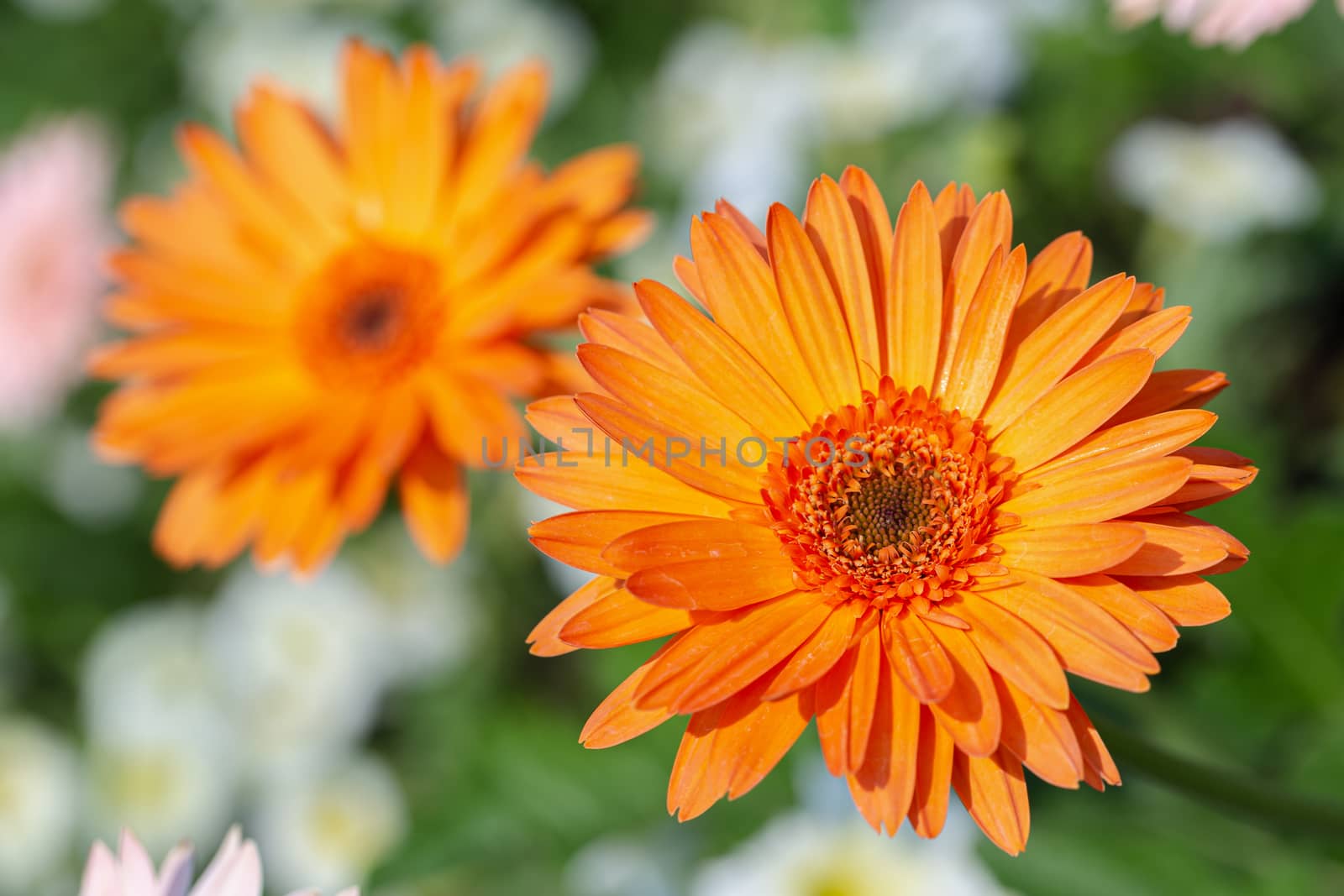 Chrysanthemums flower in botanical garden at sunny summer or spring day for decoration and agriculture design.