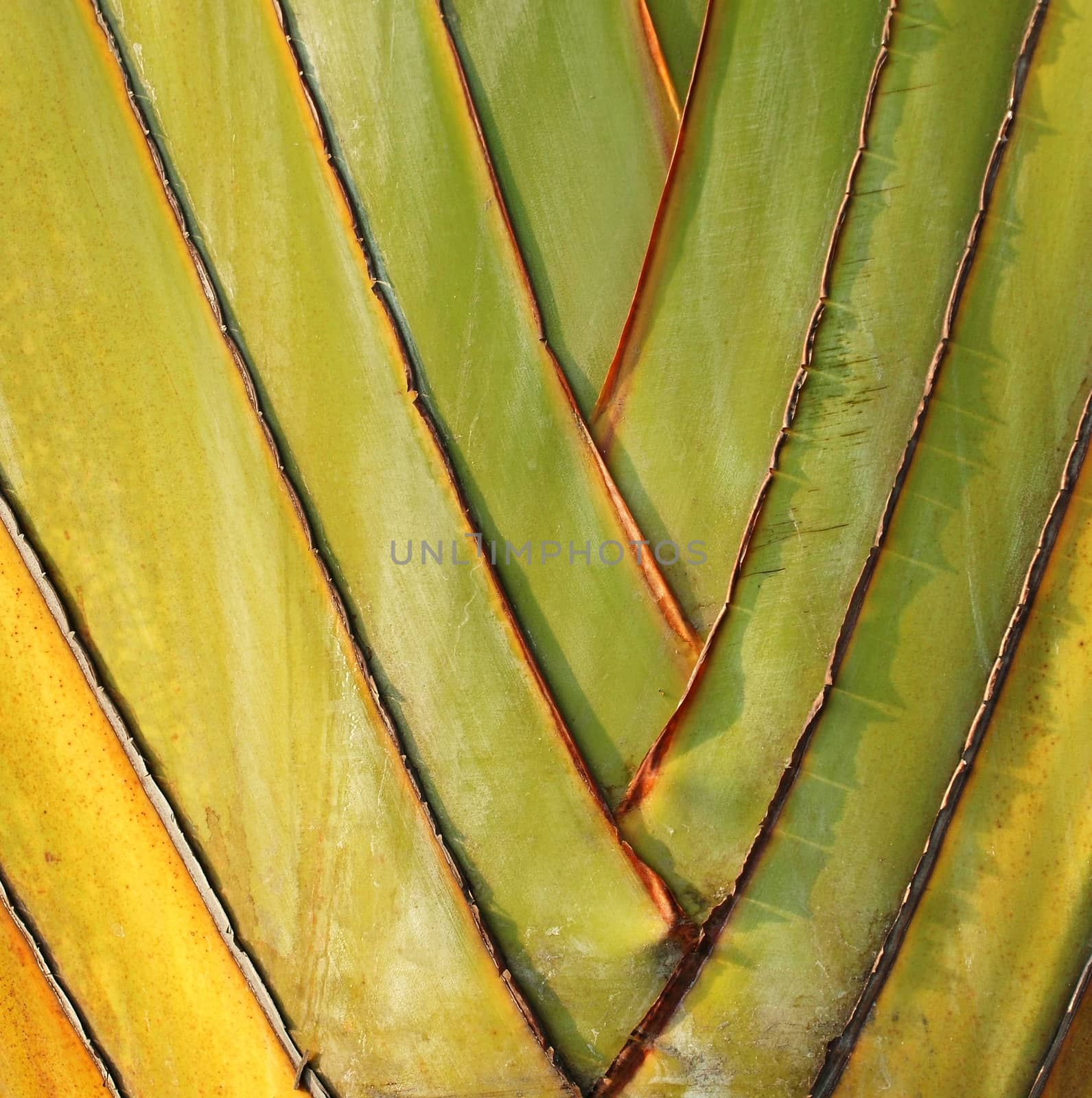 The distinctive fan shaped leaves of the Traveler Palm, Ravenala madagascariensis
