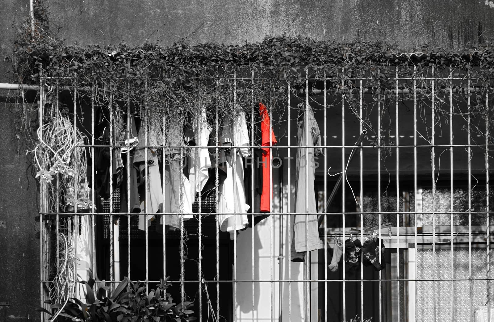 On an overgrown balcony fenced in with iron bars hangs laundry to dry