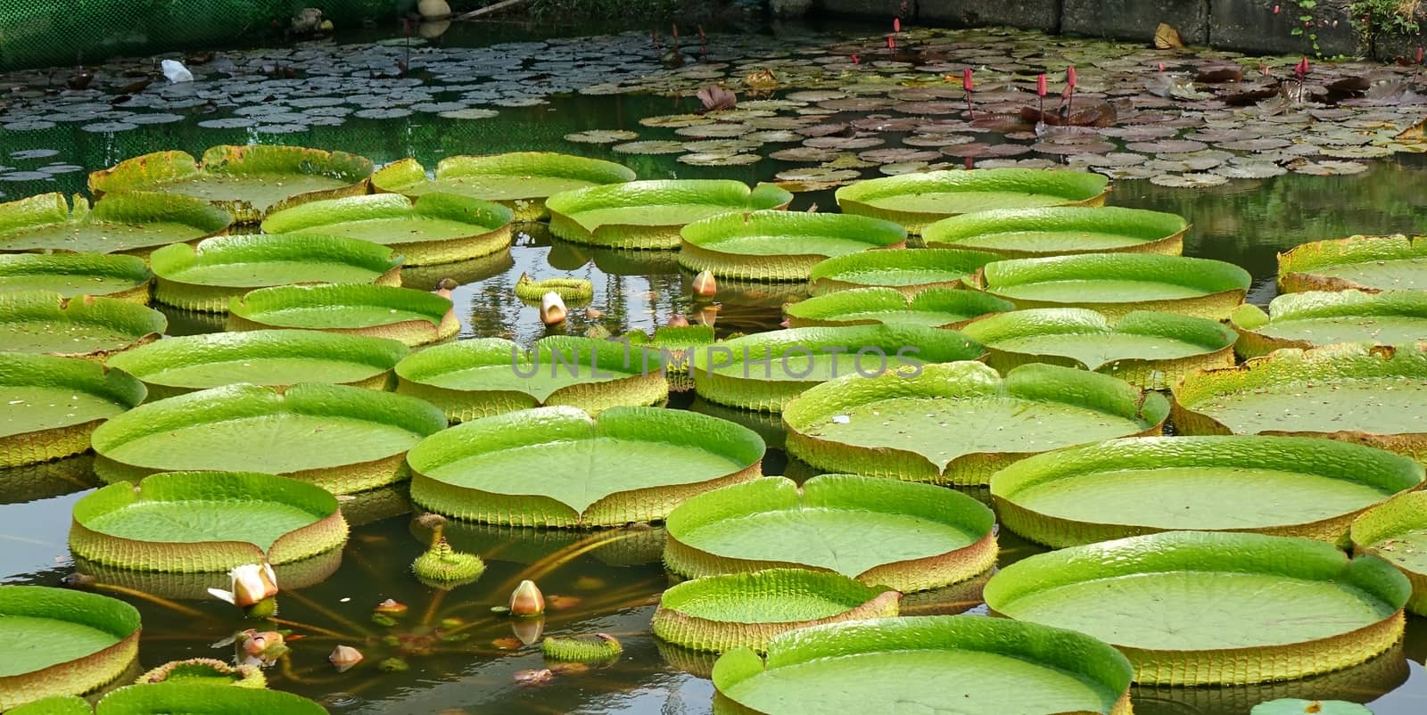 A pond with Victoria water platters (Victoria cruziana) and lily flowers