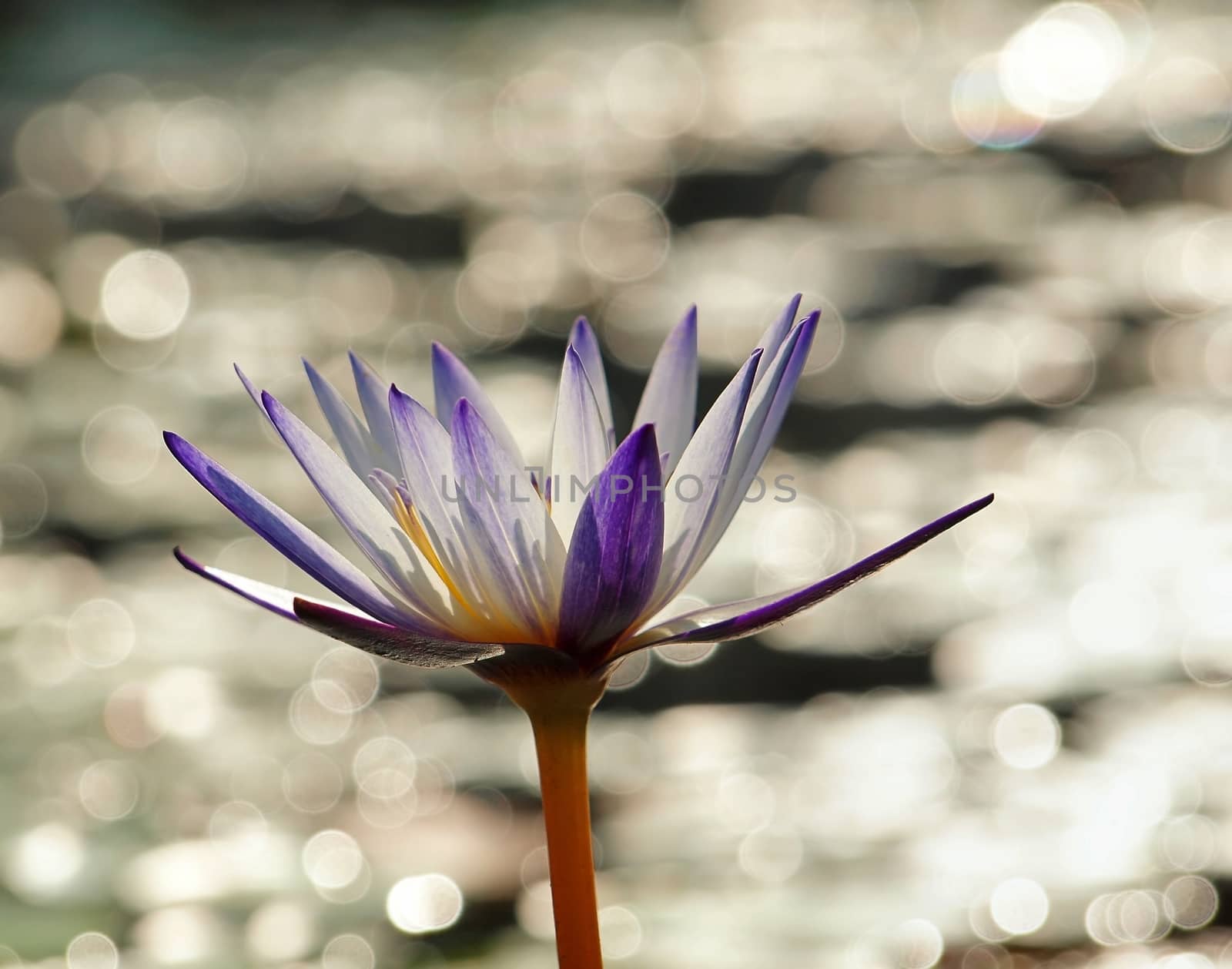 Small purple water lily photographed against the sun, with the light reflecting on the water