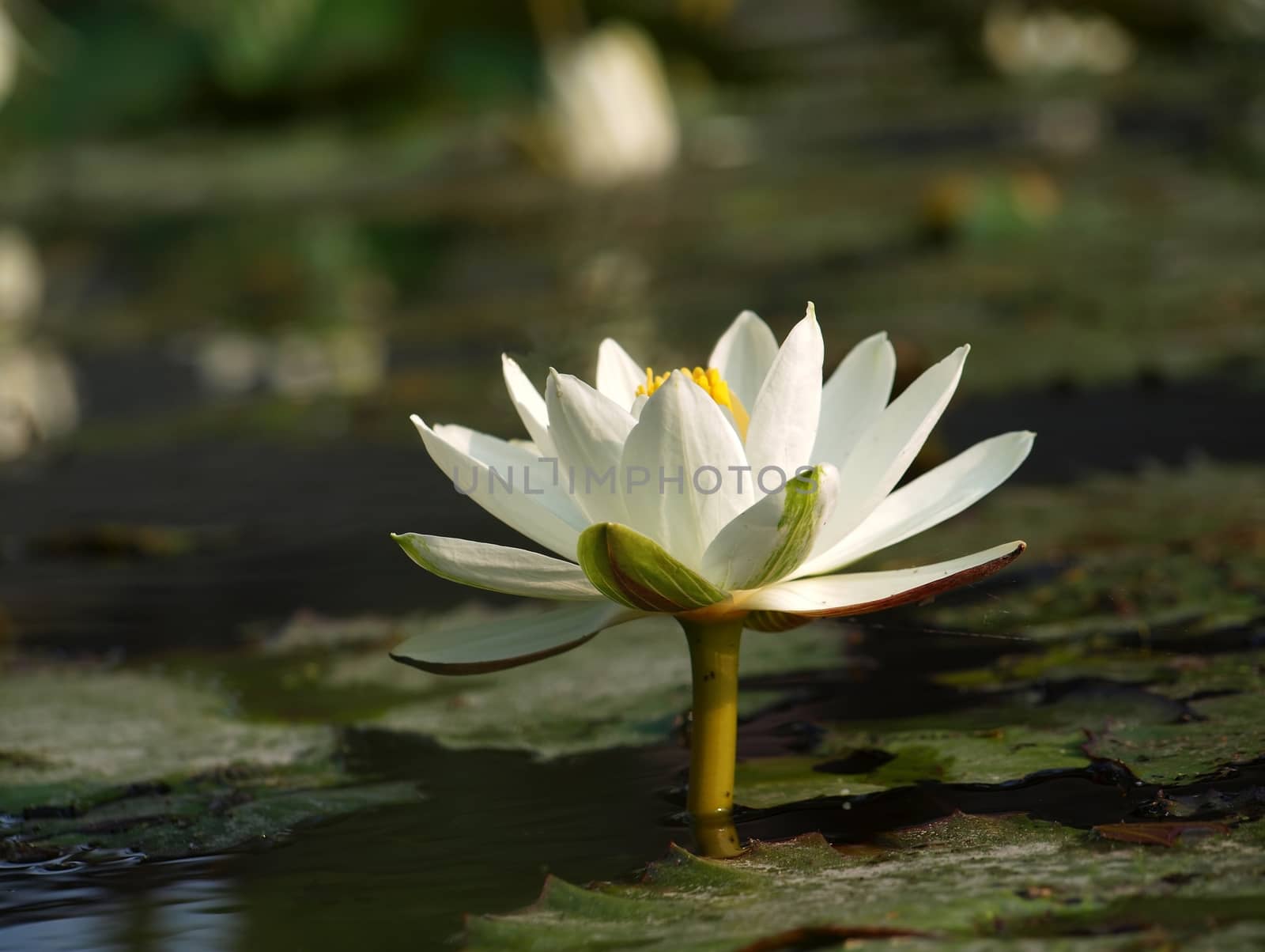 A clean white water lily is emerging from a muddy pond
