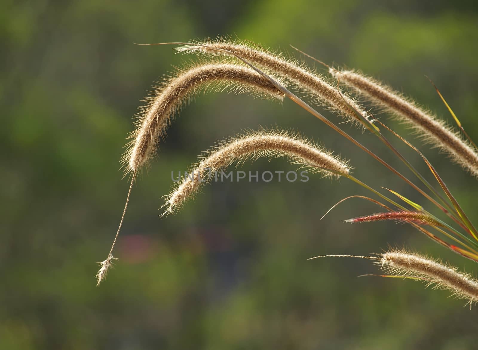 Closeup of wild grain stalks illuminated by the sun