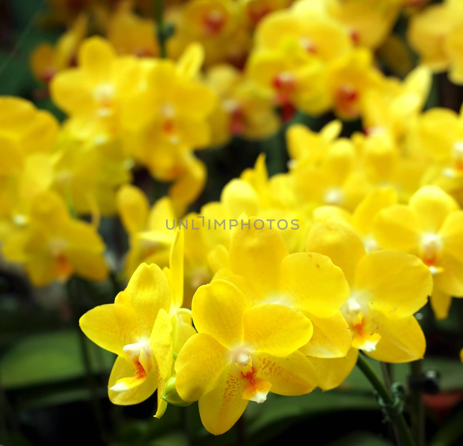 Vibrant yellow blossoms of the Phalaenopsis orchid family
