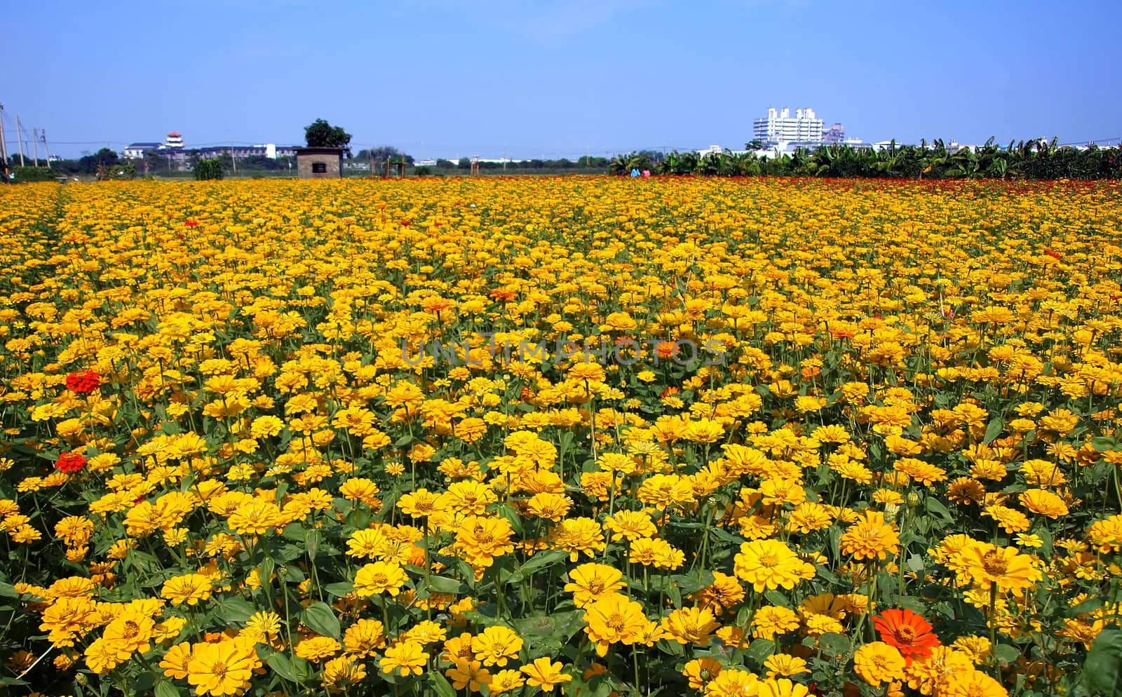 A field of Marigold flowers (Tagetes Patula) in bright yellow and red