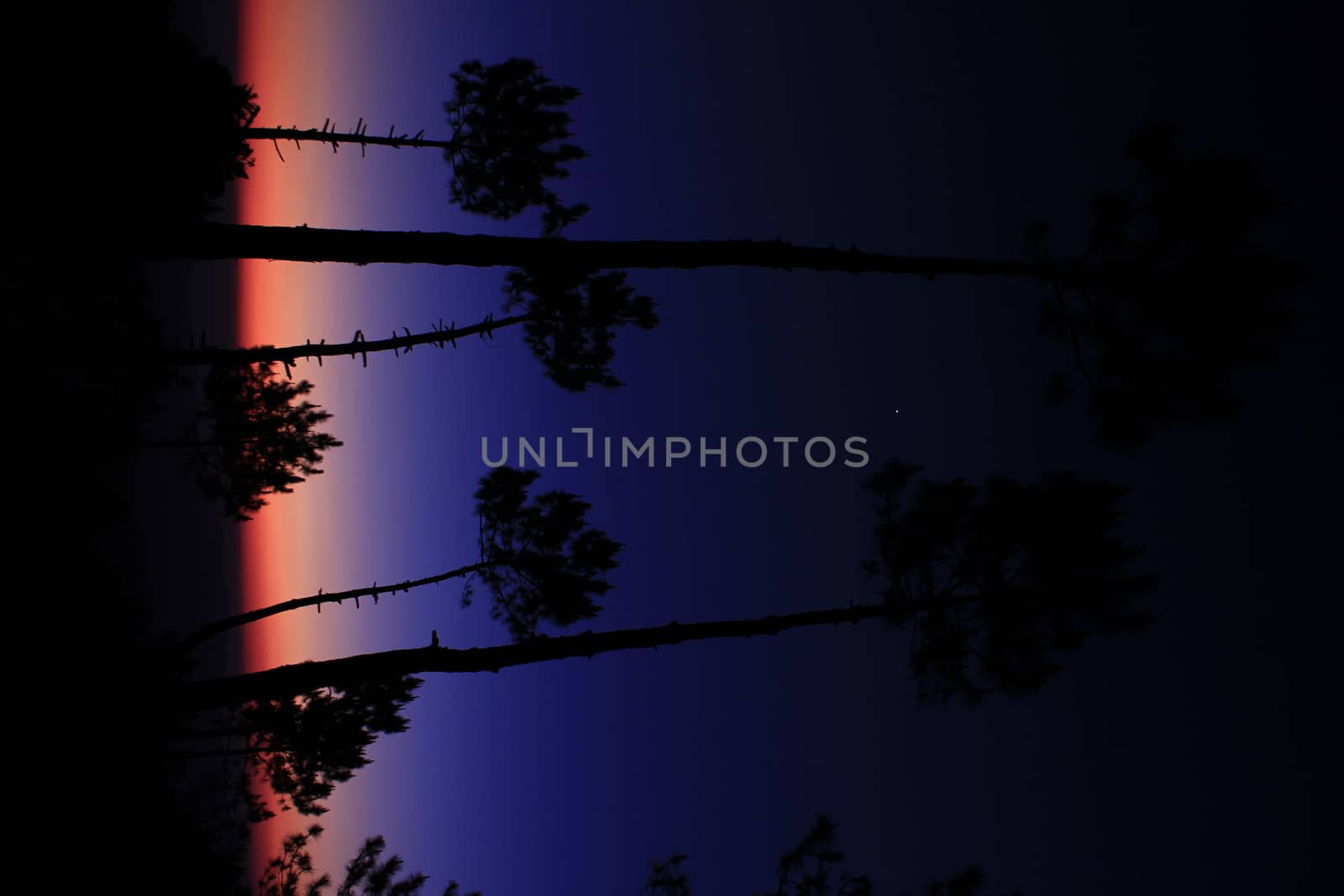 The silhouette of the tree with the light of the sunset.