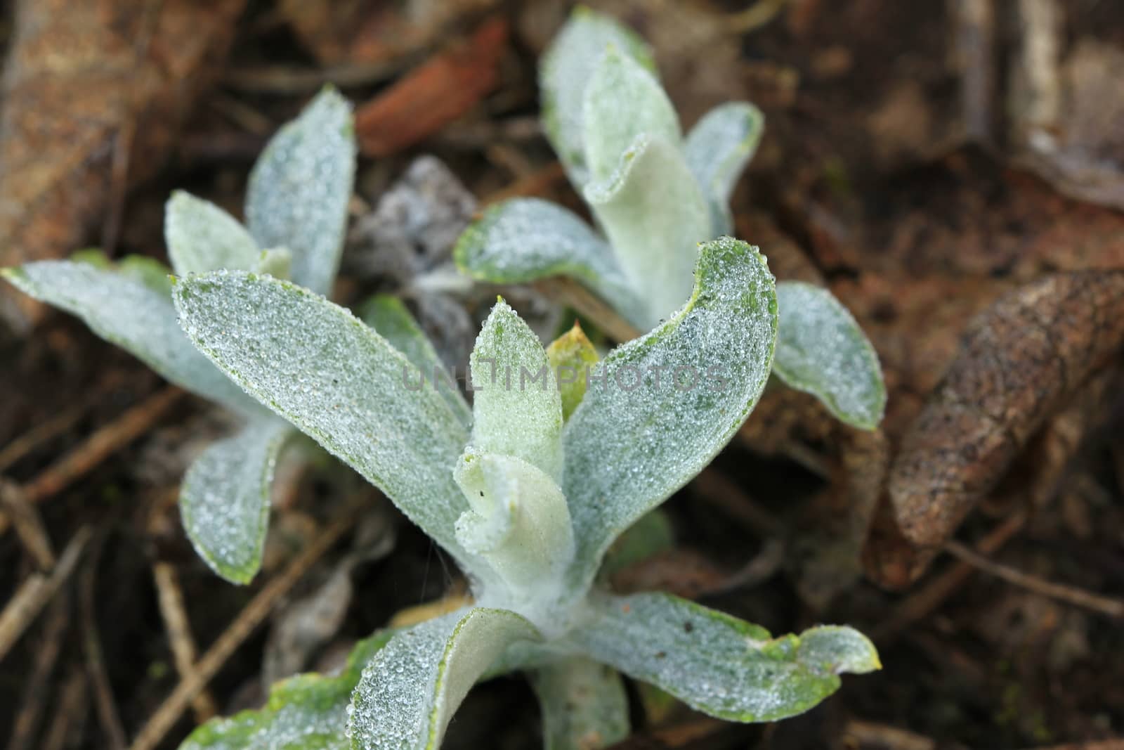 Water drops on the leaves on the floor. in nature