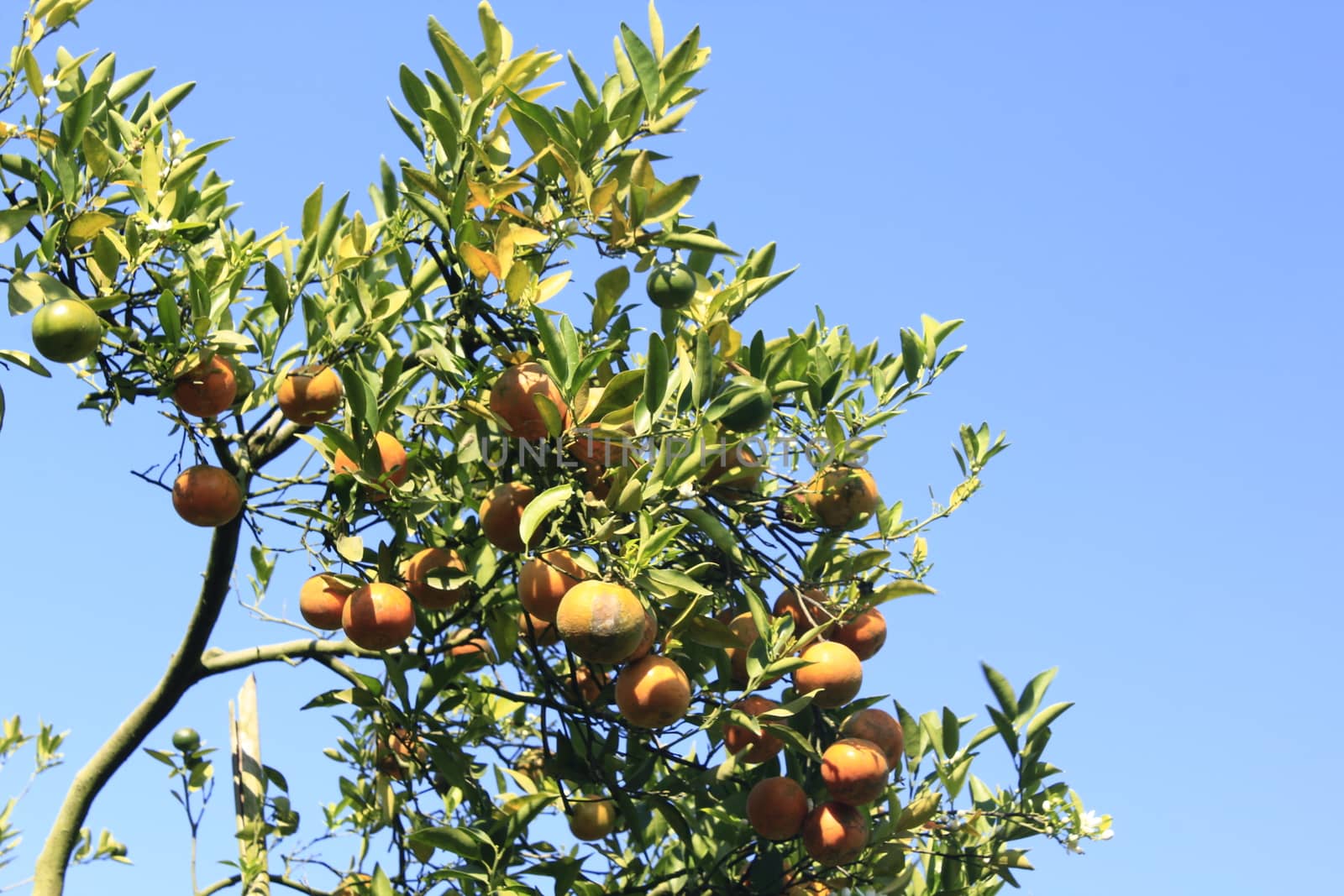 orange tangerine varieties of thailand