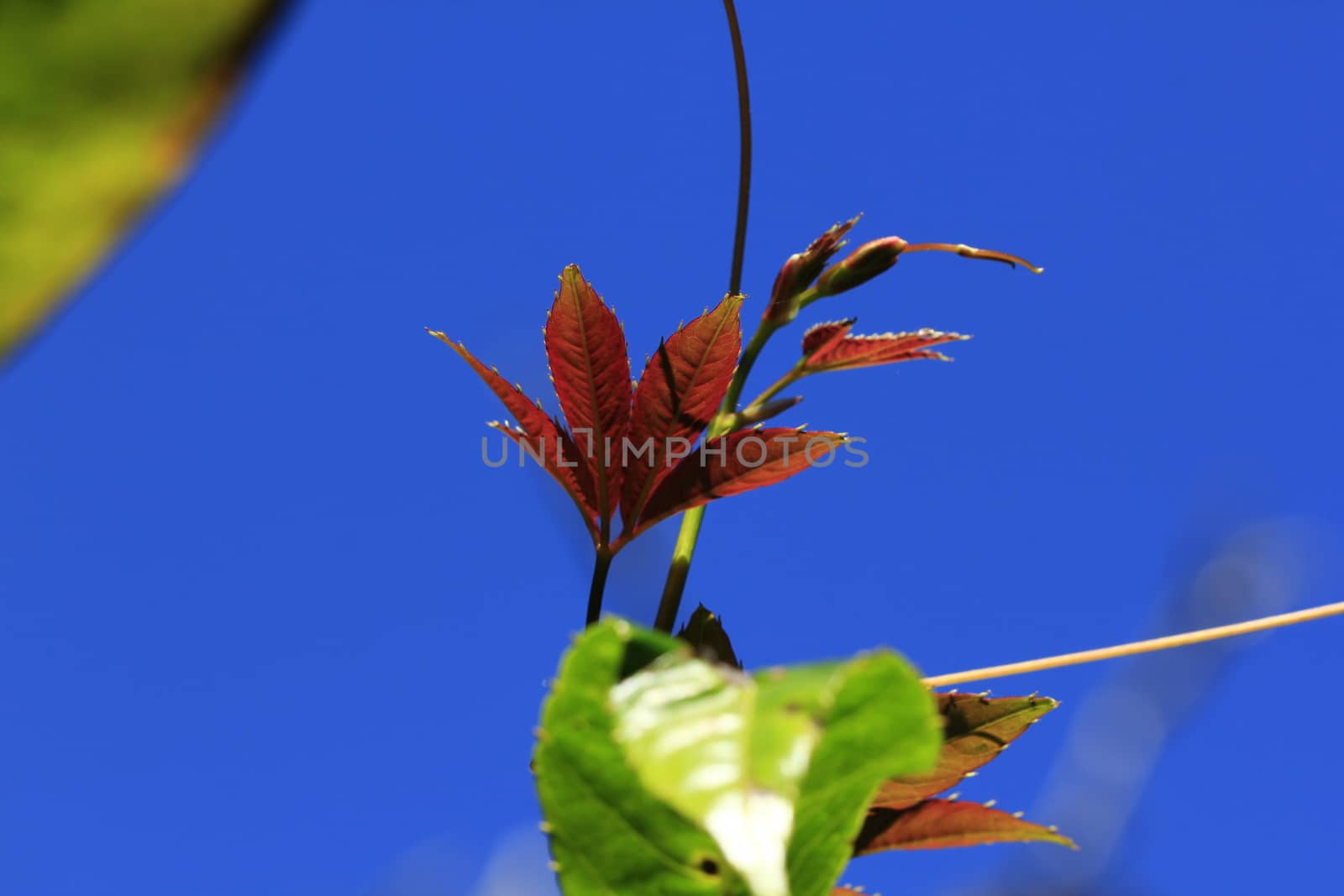 Leaves with oranges At the end in nature