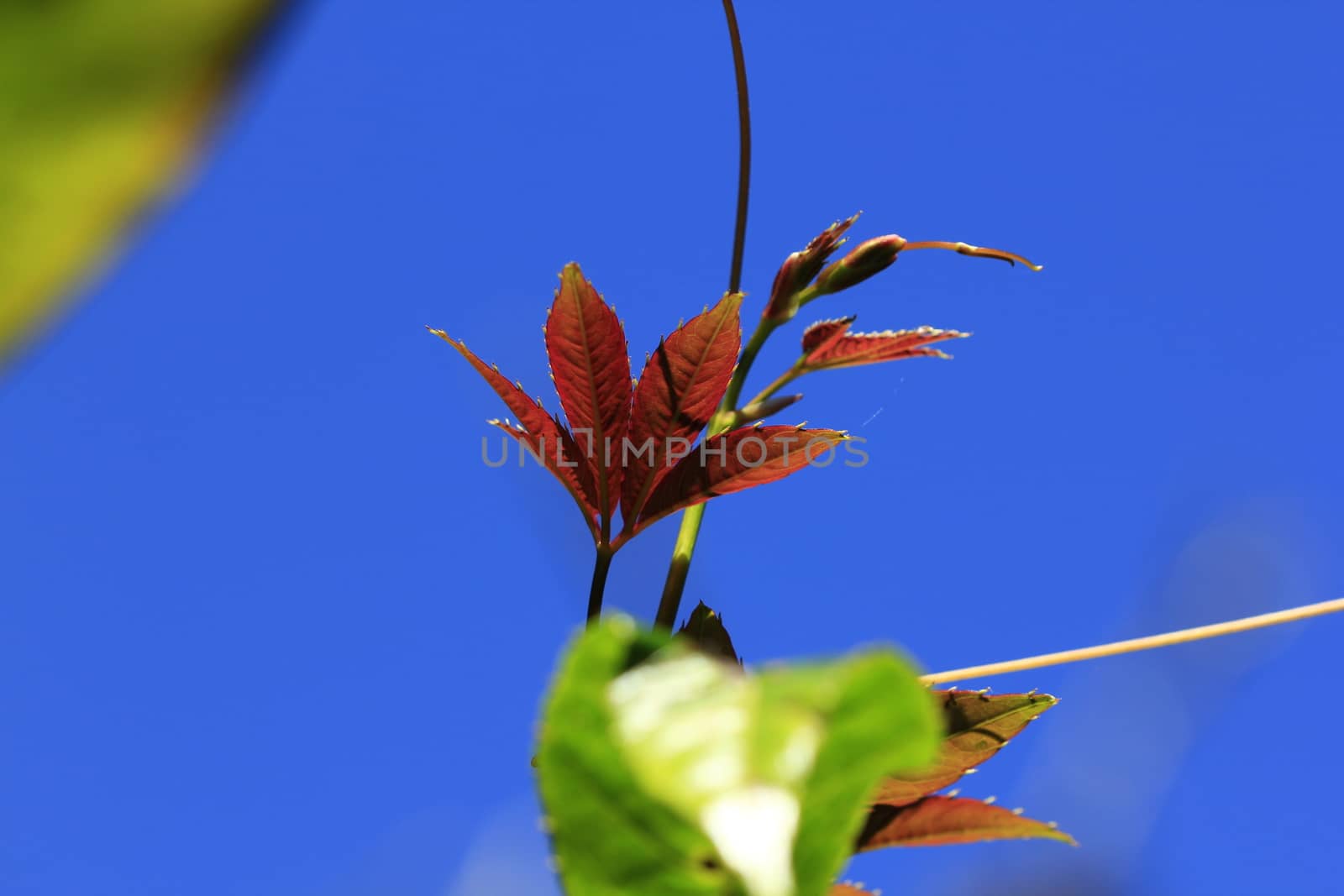 Leaves with oranges At the end in nature