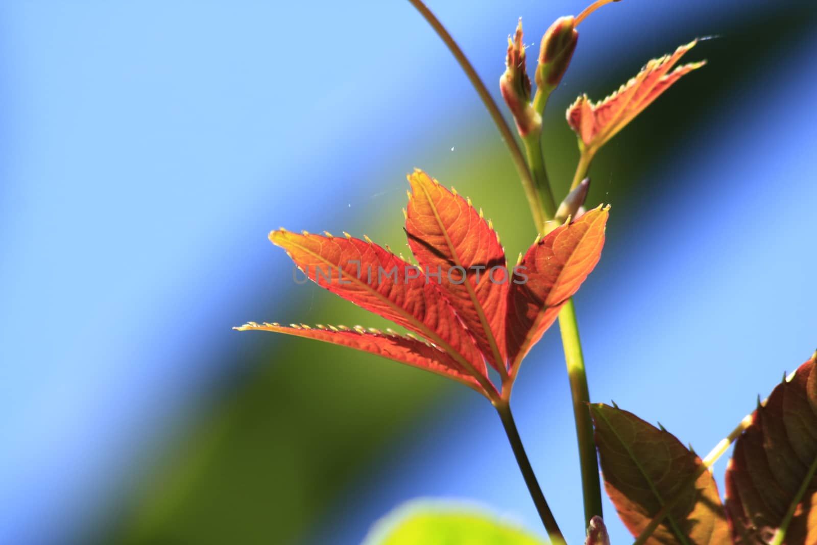 Leaves with oranges At the end in nature