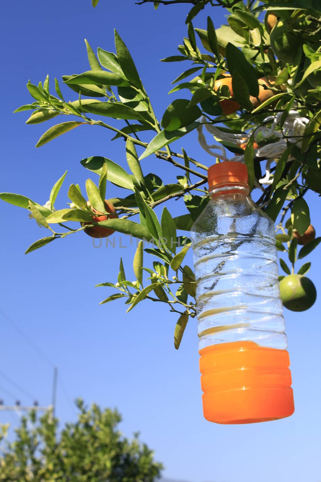 orange tangerine varieties of thailand