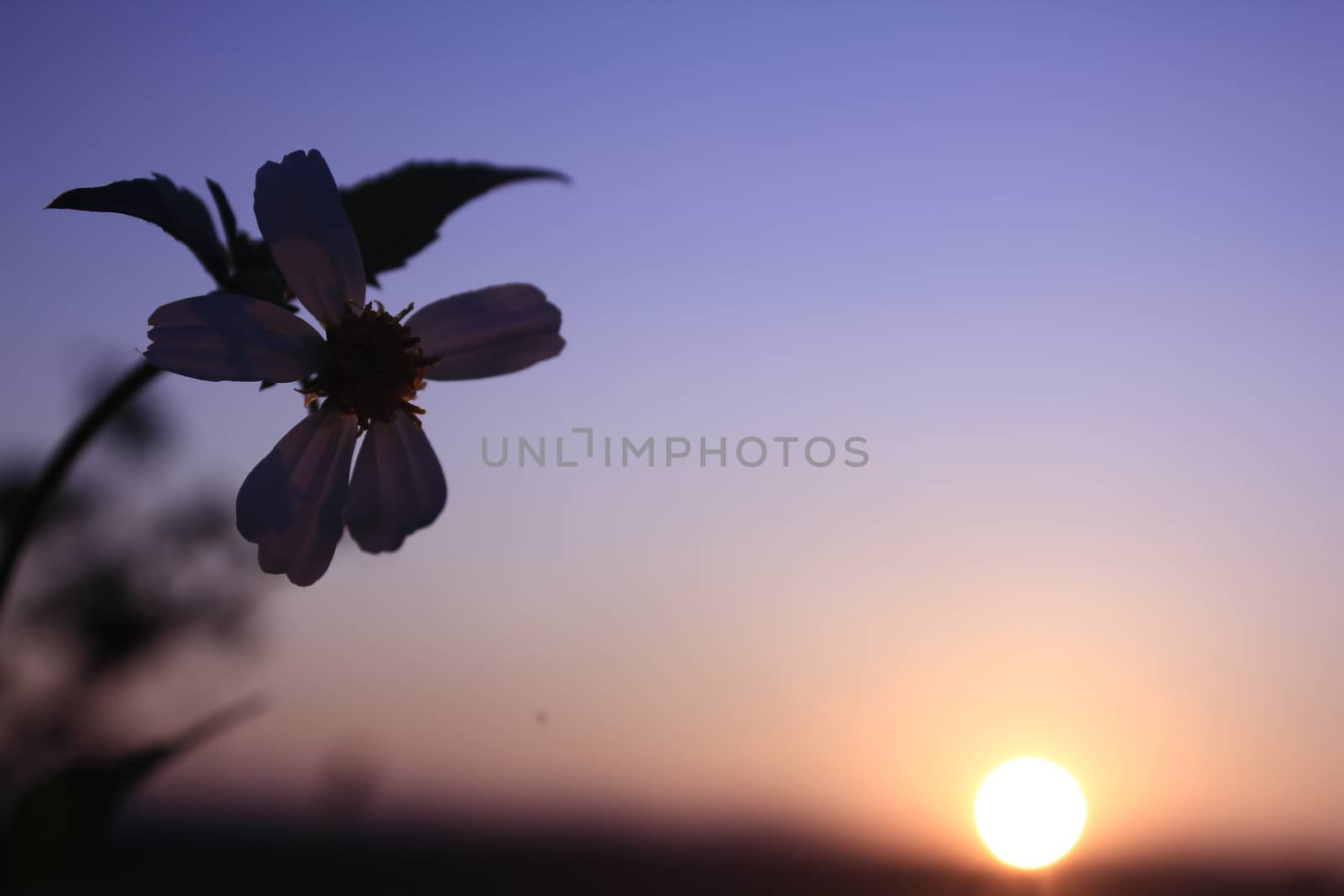 Flowers with sunrise in the morning