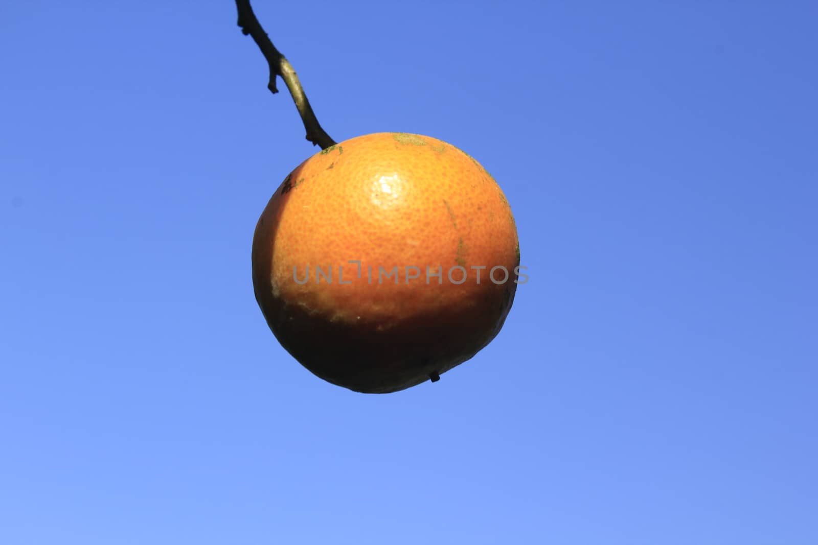 orange tangerine varieties of thailand