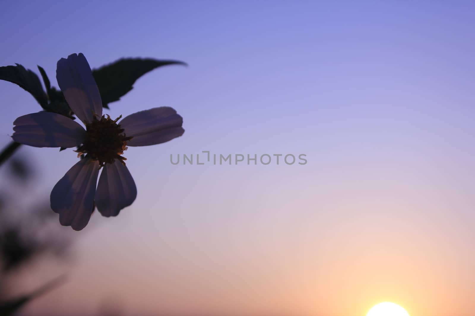 Flowers with sunrise in the morning
