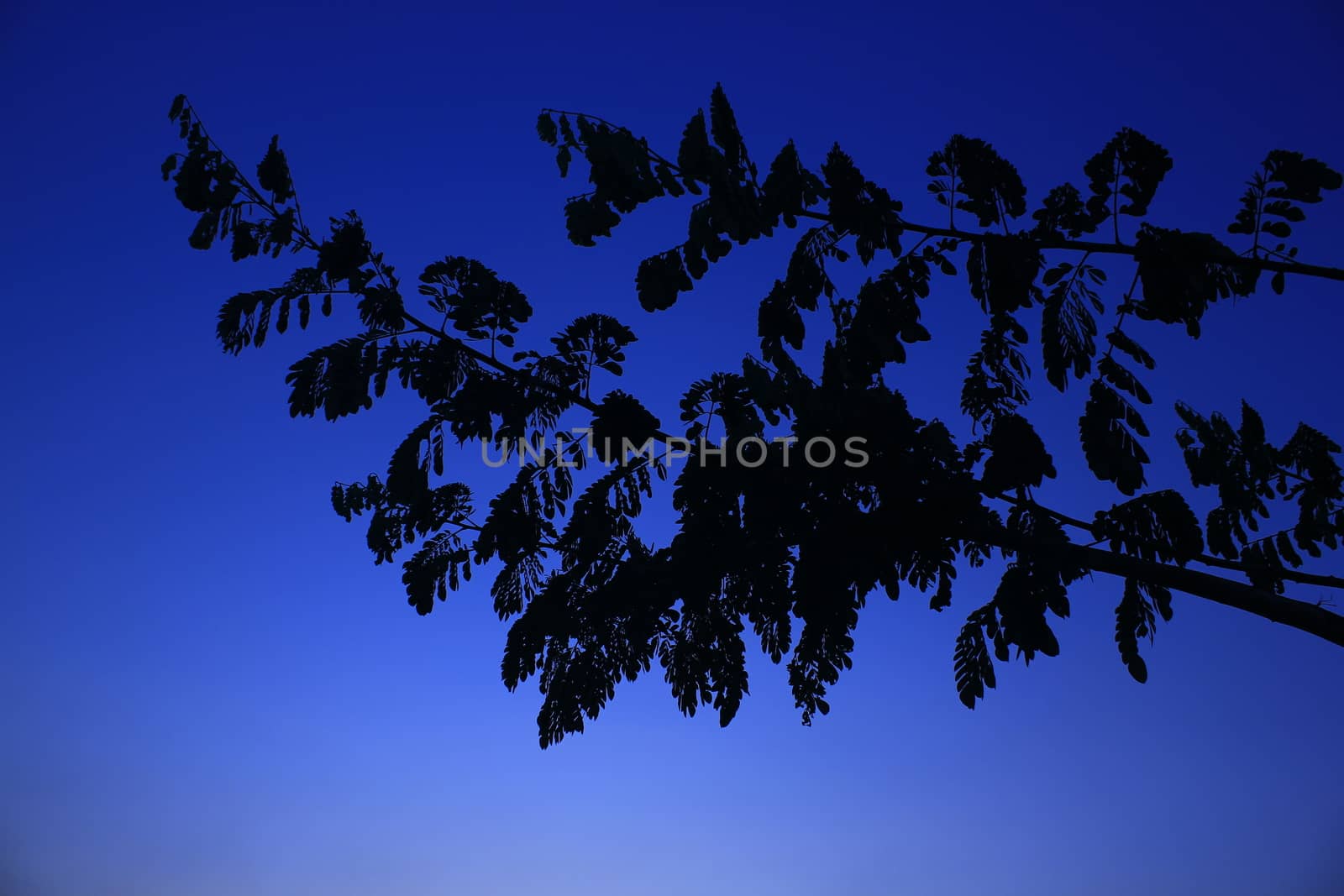 Black silhouette of branches at night with blue sky background.