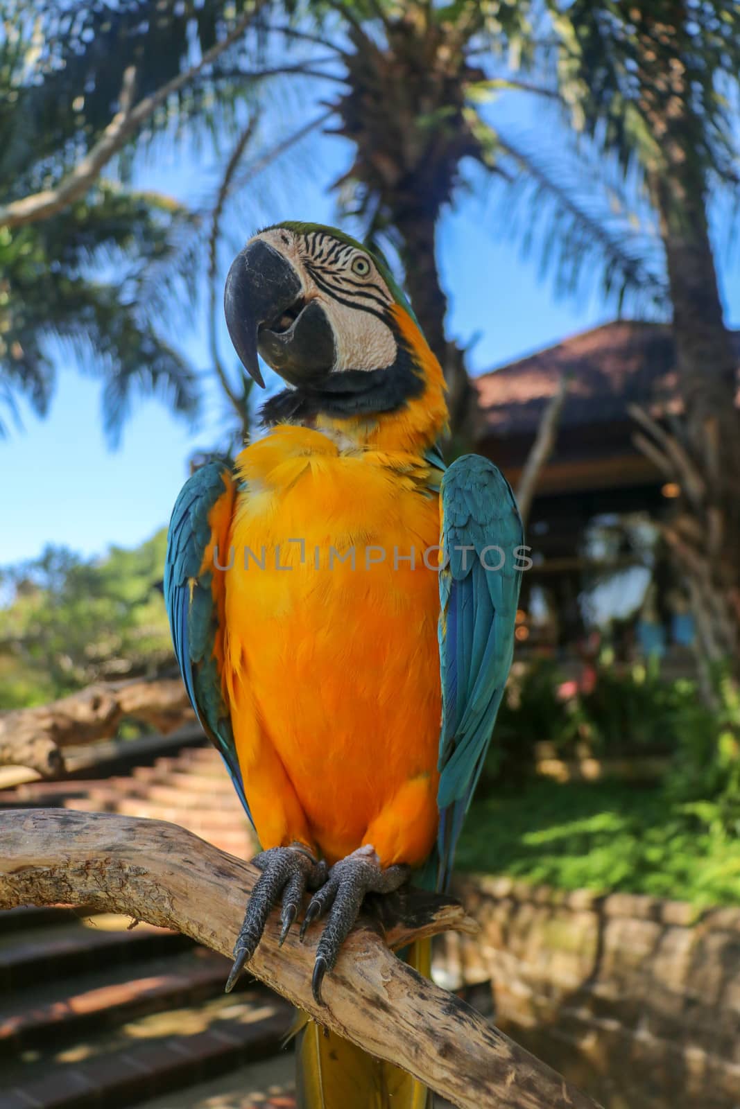 Beautiful colourful Ara Ararauna over tropical background. Blue-and-yellow macaw at Bali bird park ZOO. Blue-and-gold macaw, bird of Psittacidae family. One of the most famous parrots of the world.