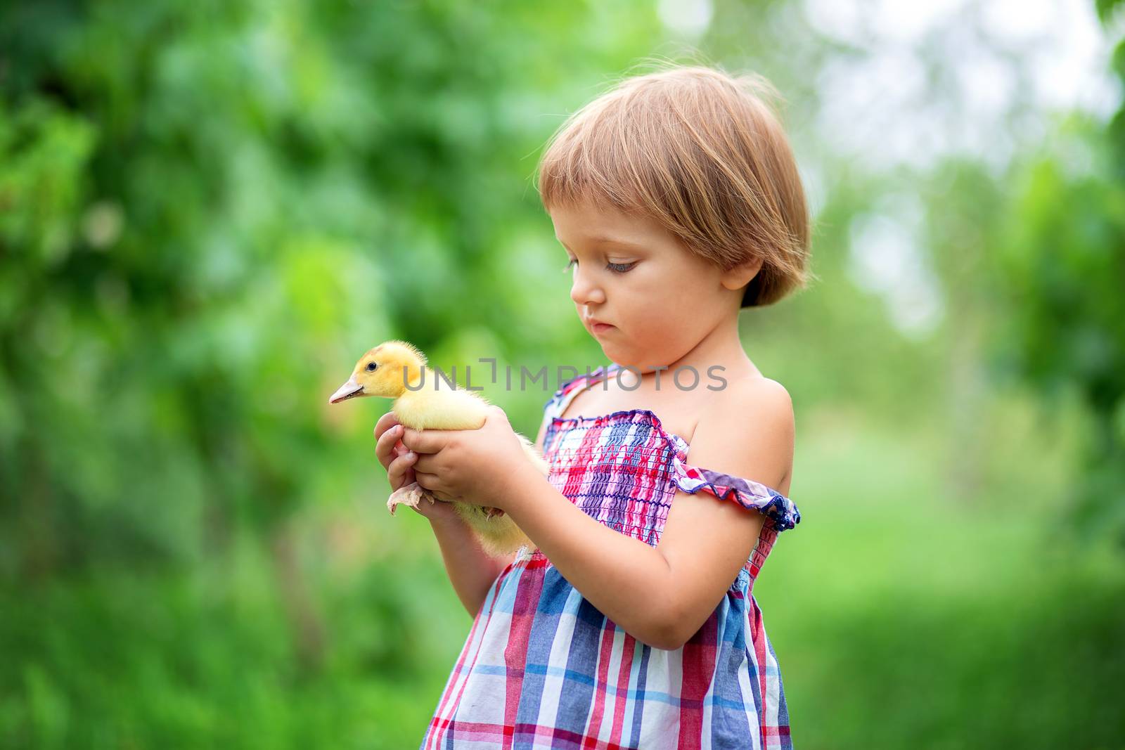 A little girl in a summer sundress holds in her hands a little duckling on nature in the grass