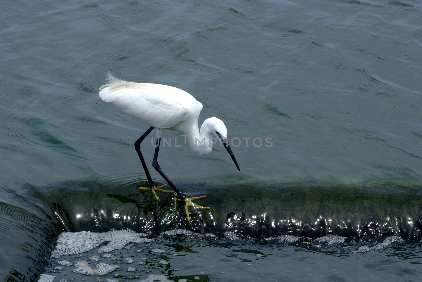 Little egret (Egretta garzetta), single bird standing in water