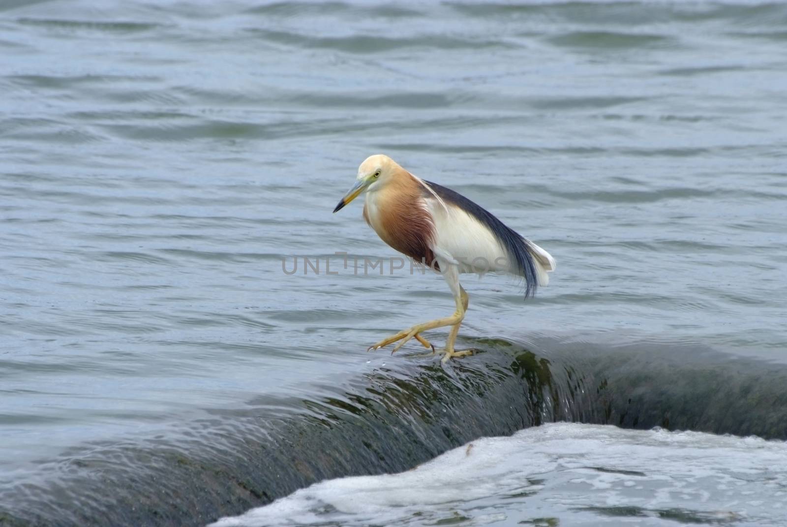 Javan Pond heron (Ardeola speciosa)