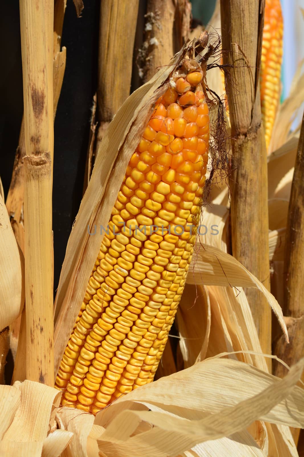 Seed corn ready for the Harvest