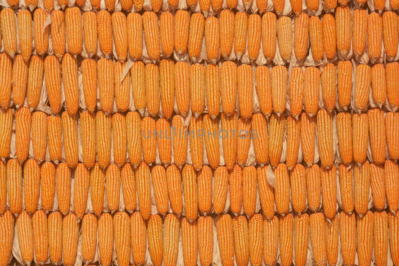 yellow corn blurred for background