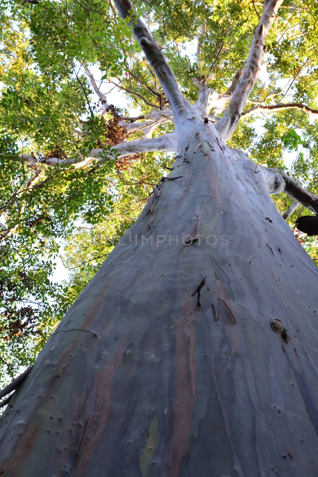 Rainbow Eucalyptus Tree by ideation90