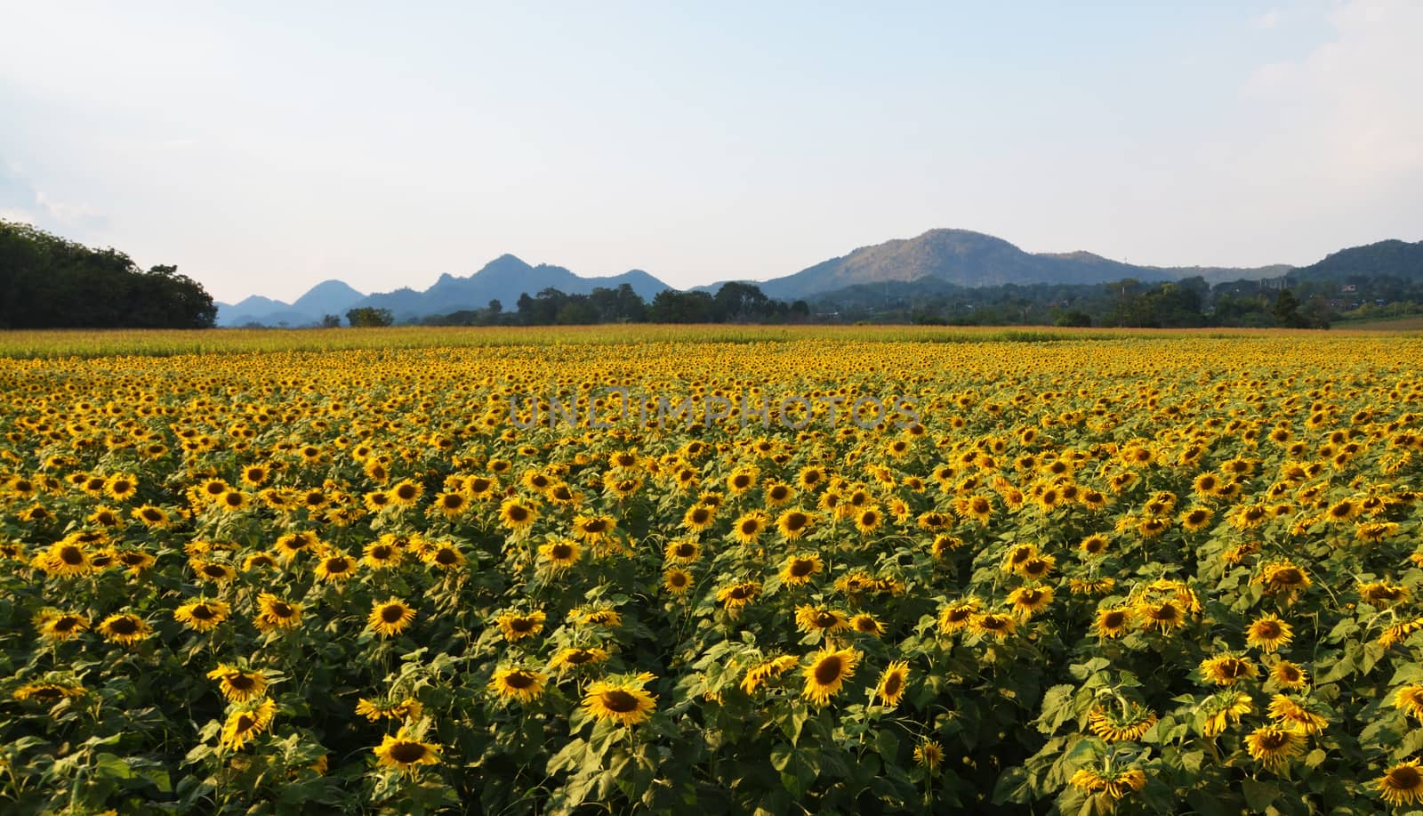 Sunflower is also used as bird food, as livestock forage and in some industrial applications.