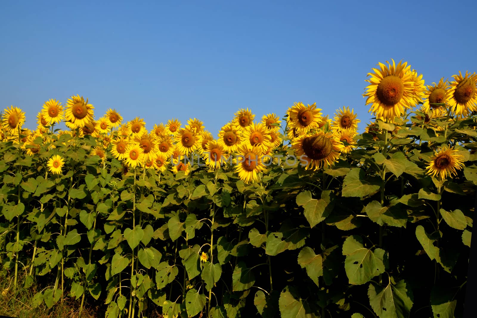 Sunflower is also used as bird food, as livestock forage and in some industrial applications.