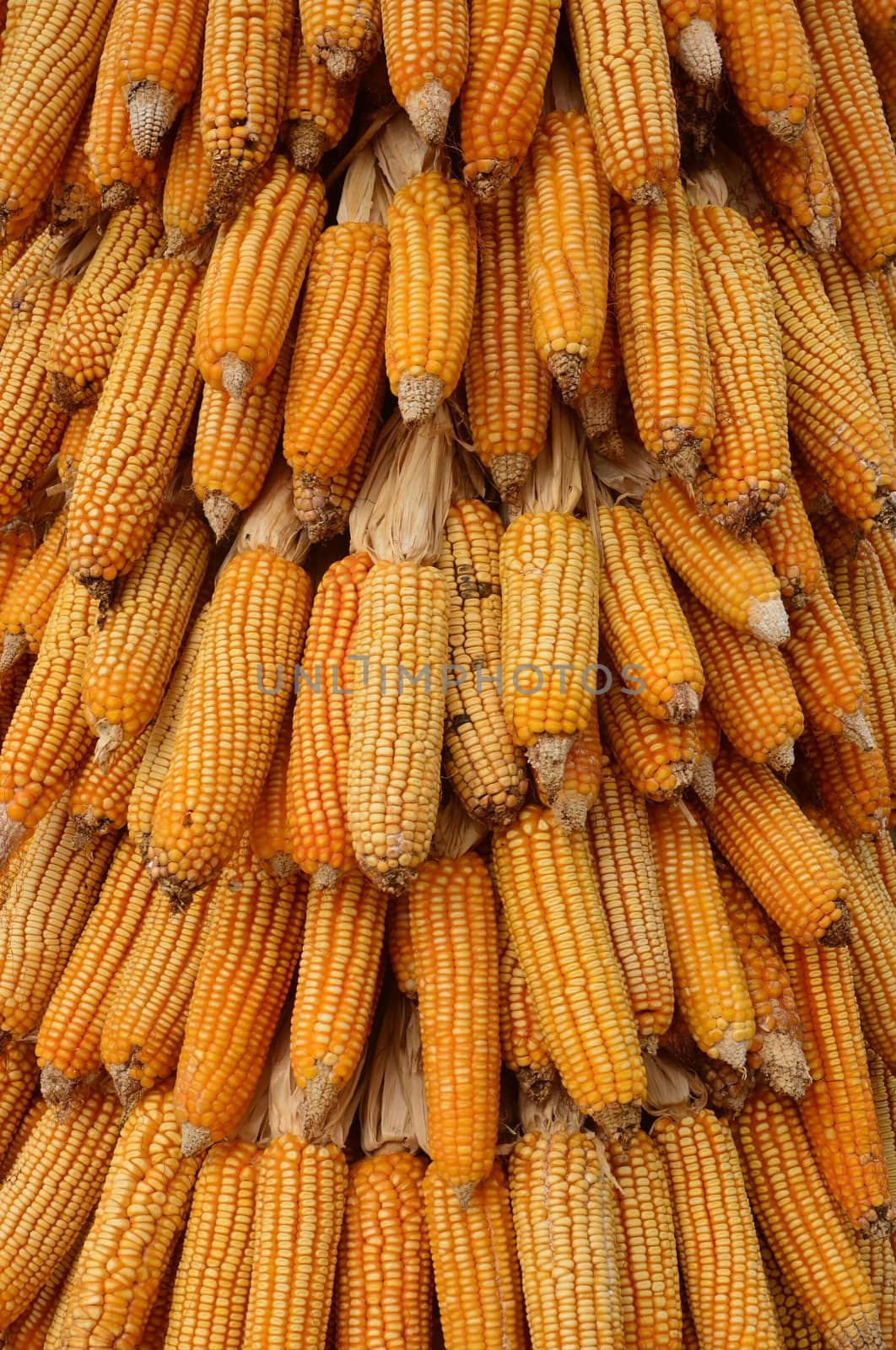 yellow corn background