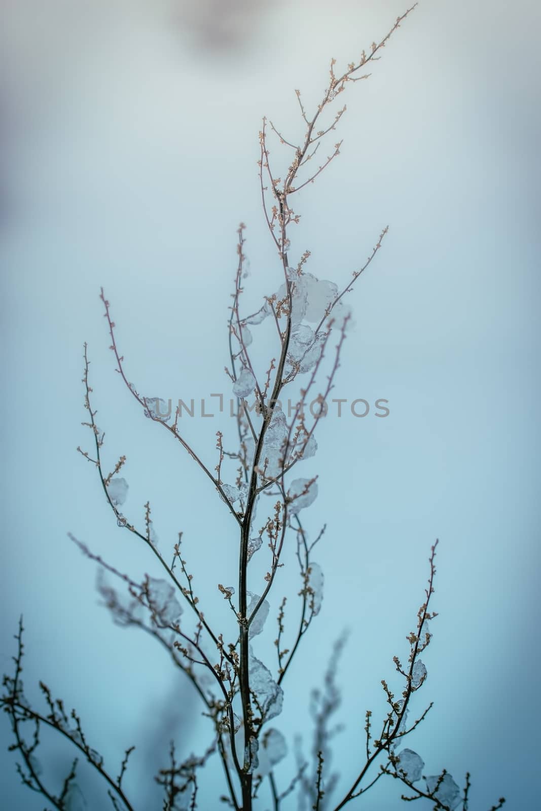 Dry plant covered with snow on a frosty winter day in the outdoor.