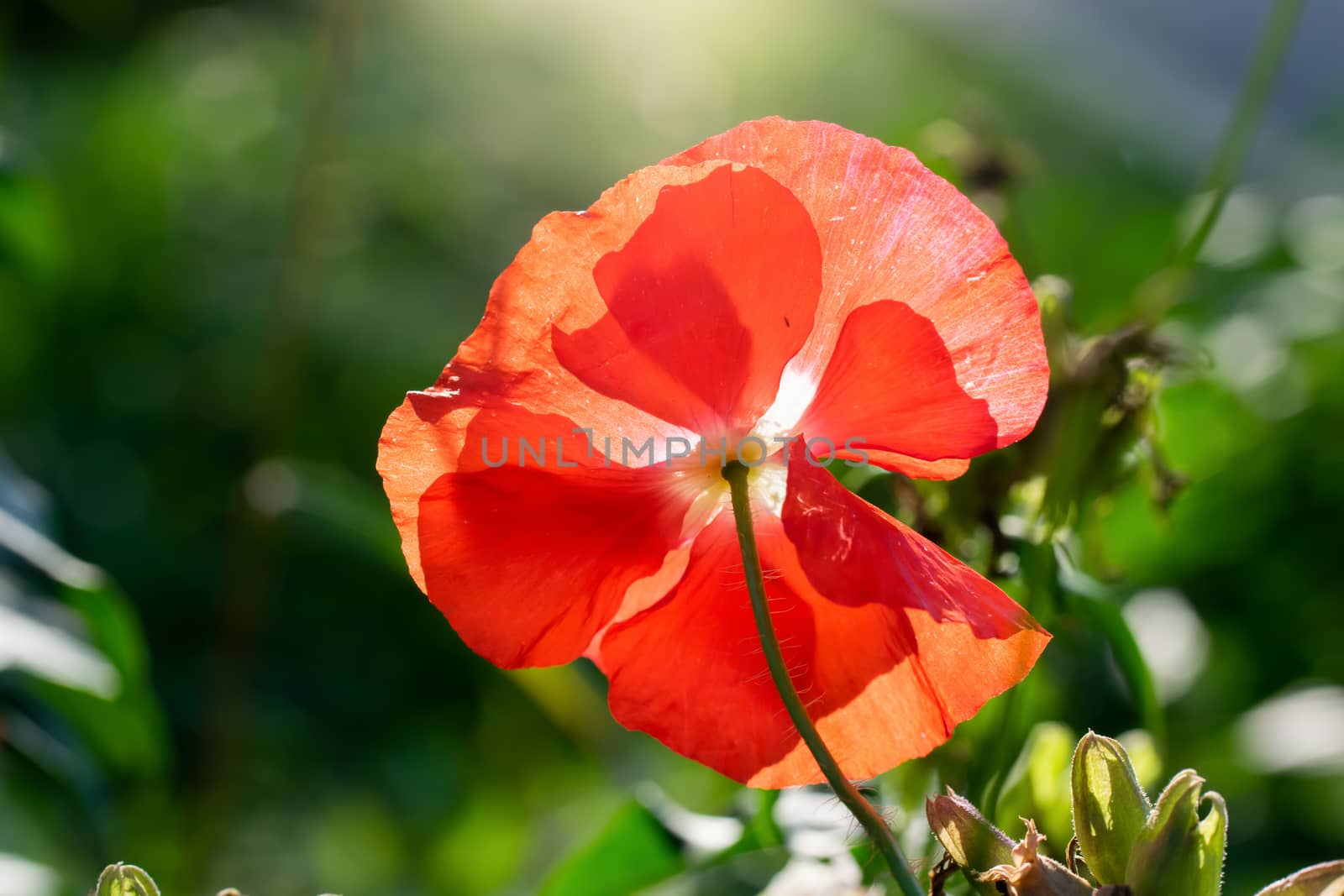 Red poppy flower against the rays of the setting sun on a summer day.