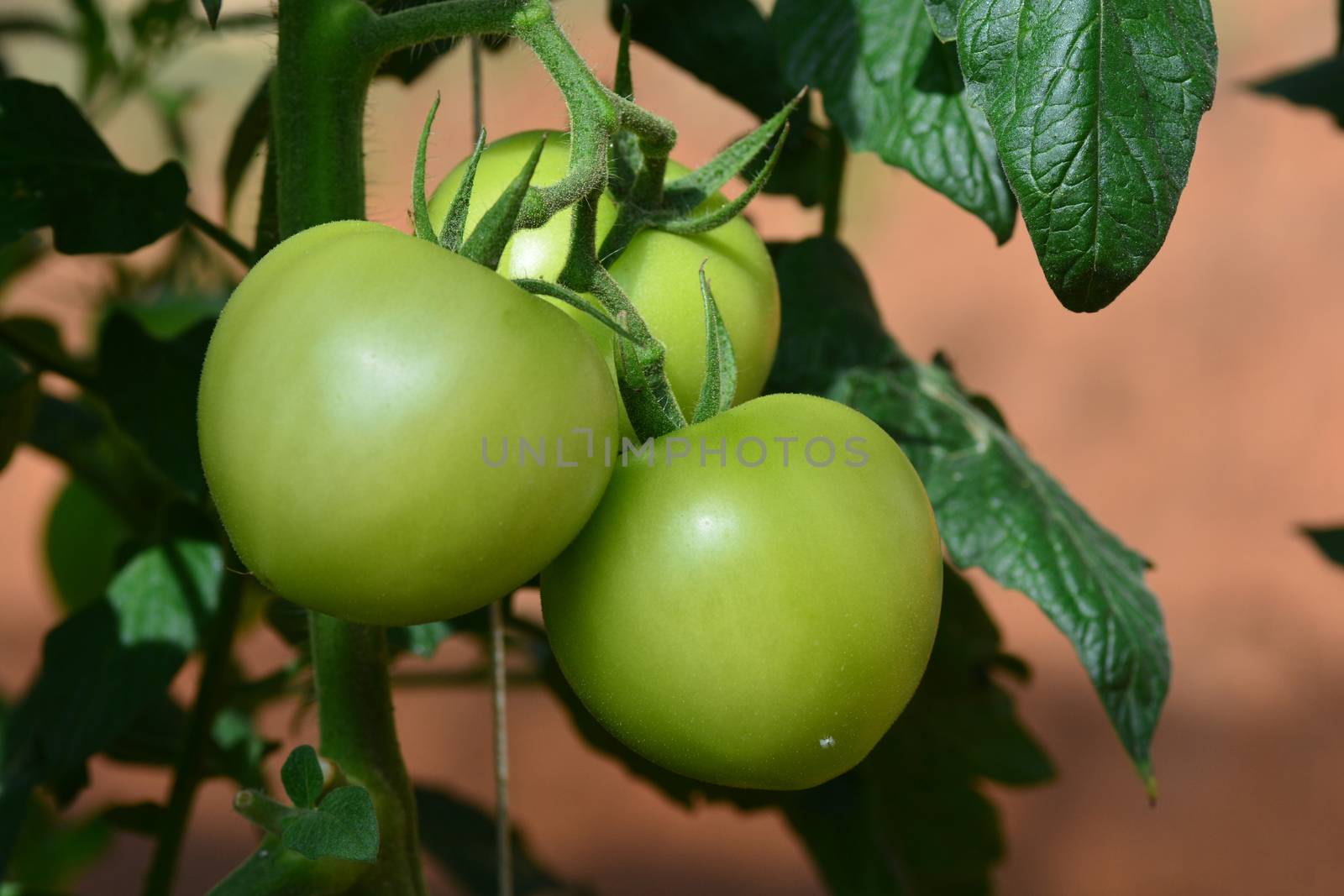close up of fresh tomatoes on tree plant