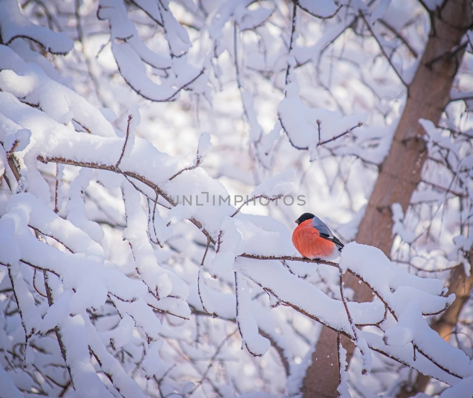 reddish chest bullfinch on a snow winter day sitting on a tree branch.