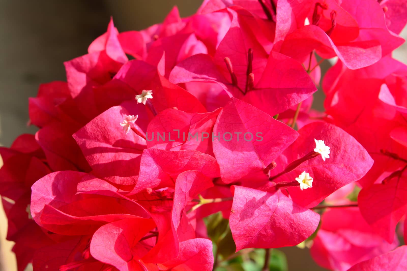 Red Bougaville flowers